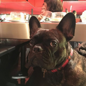 dog friendly restaurant